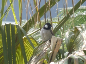 P1190861 White-Eared Bulbul